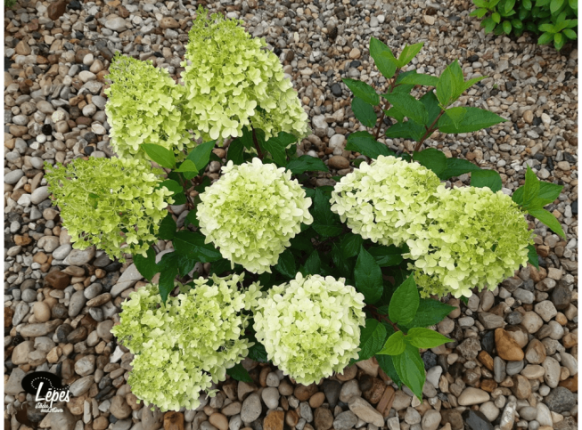 Hydrangea paniculata   'Little Lime' = 'Jane '